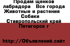 Продам щенков лабрадора - Все города Животные и растения » Собаки   . Ставропольский край,Пятигорск г.